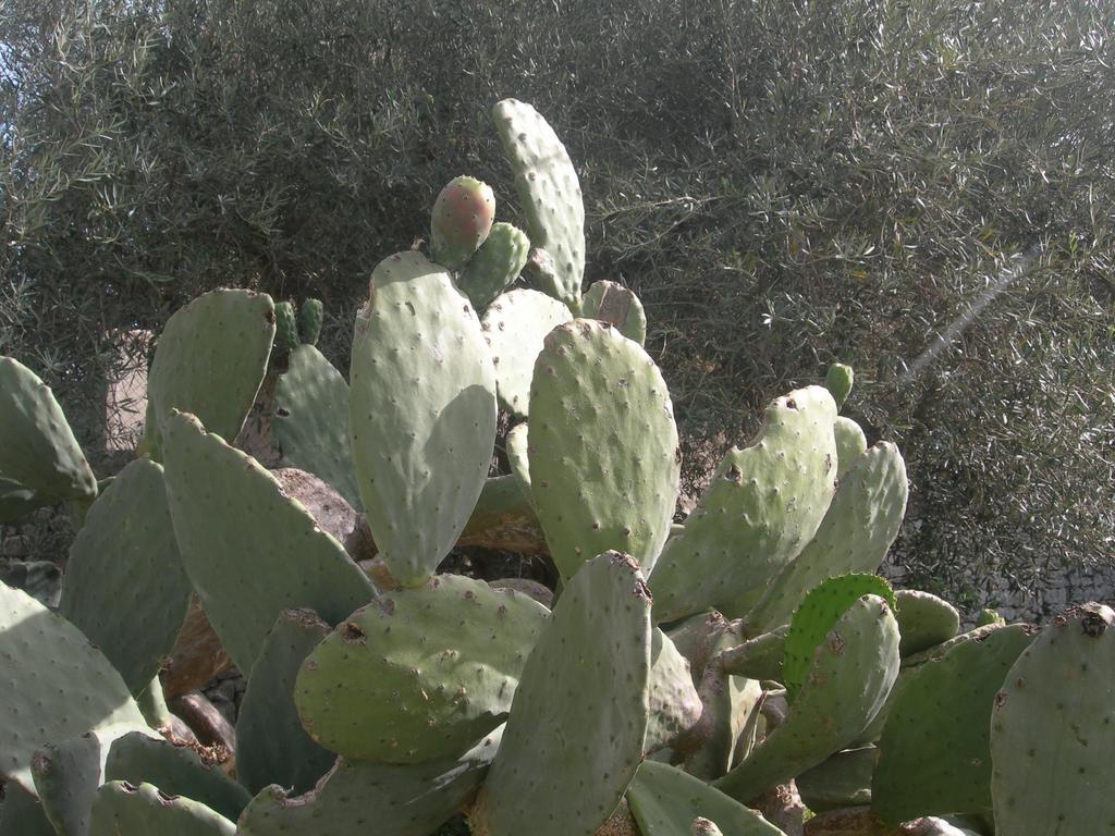 Garden Modica